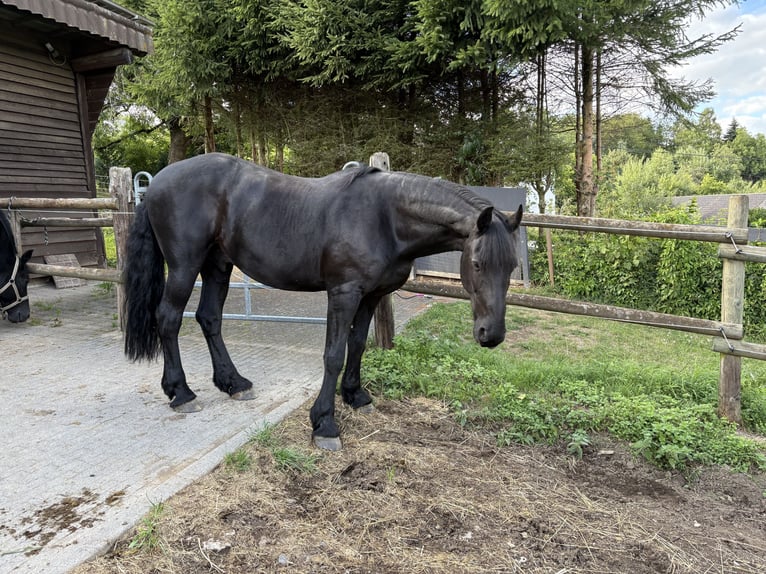 Frison Hongre 14 Ans 168 cm Noir in Laubach