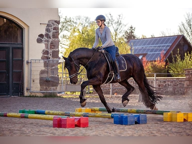 Frison Hongre 14 Ans 168 cm Noir in Hägerfelde