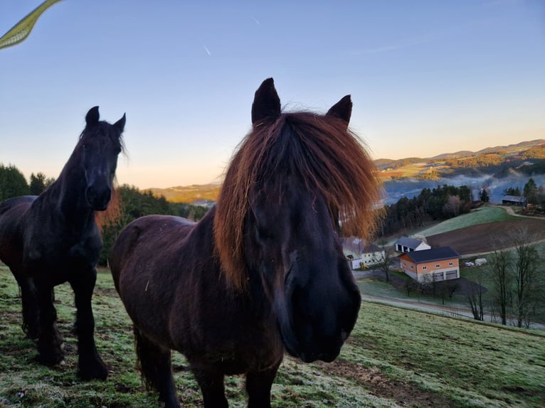 Frison Hongre 14 Ans 170 cm Bai brun foncé in Pierbach