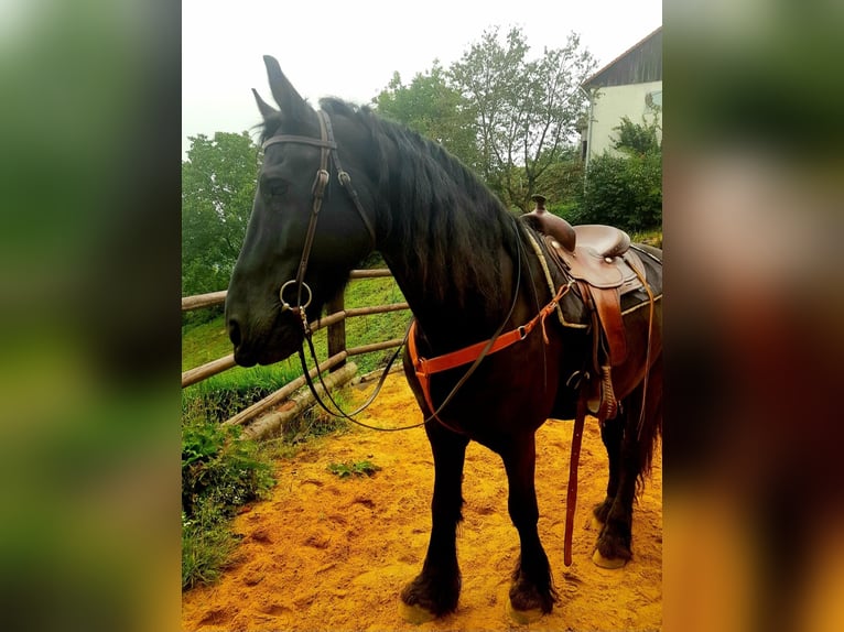 Frison Hongre 14 Ans 170 cm Bai brun foncé in Pierbach