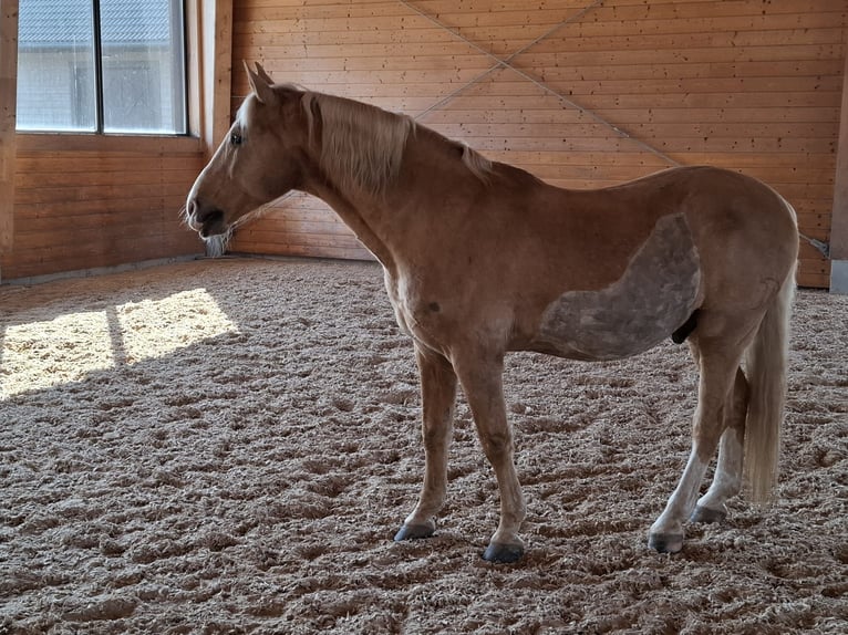 Frison Croisé Hongre 14 Ans  in Madona