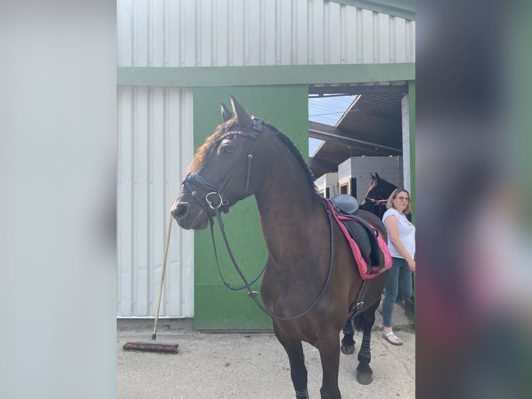 Frison Hongre 15 Ans 160 cm Noir in Rantrum
