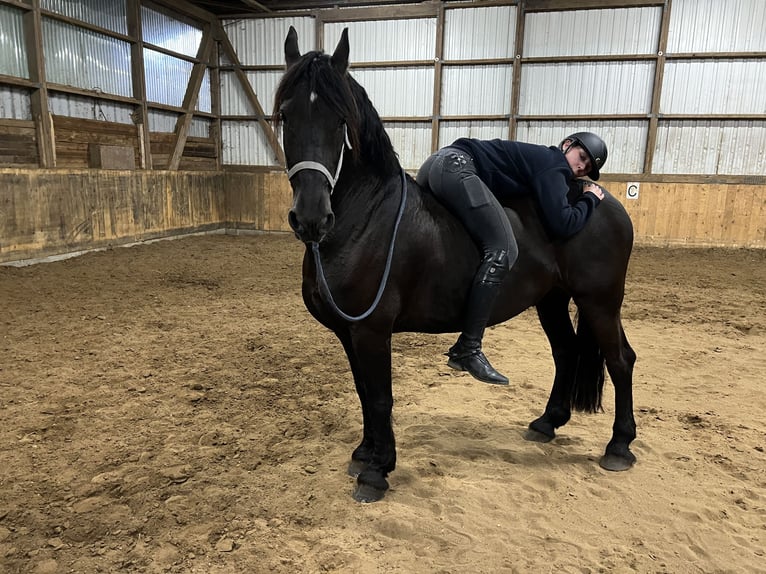 Frison Hongre 15 Ans 160 cm Noir in Rantrum