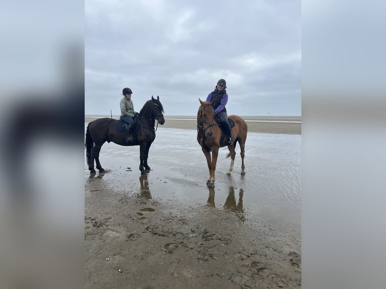 Frison Hongre 15 Ans 160 cm Noir in Rantrum