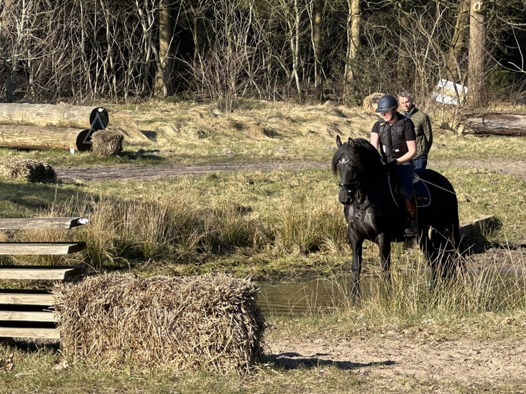 Frison Hongre 15 Ans 160 cm Noir in Rantrum