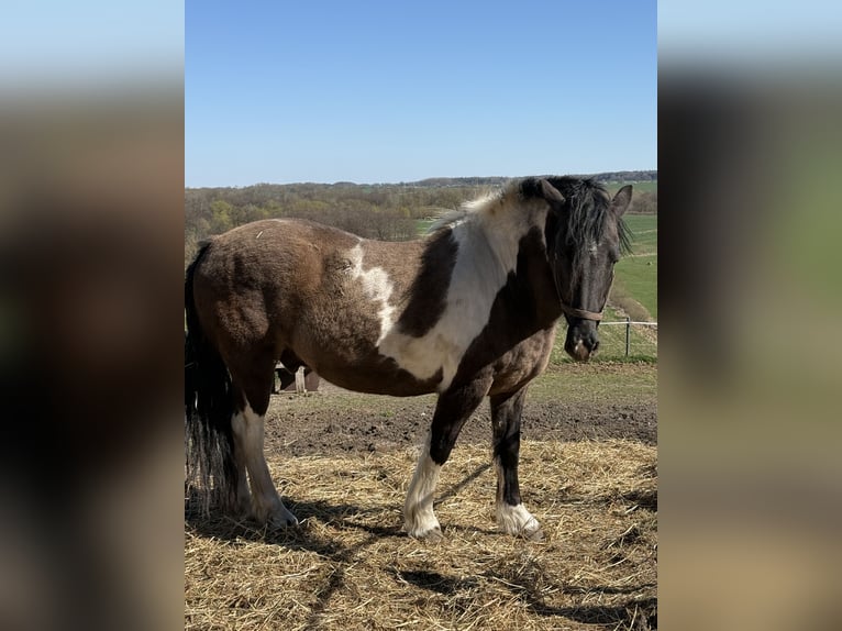 Frison Croisé Hongre 15 Ans 160 cm Pinto in Siemz-Niendorf