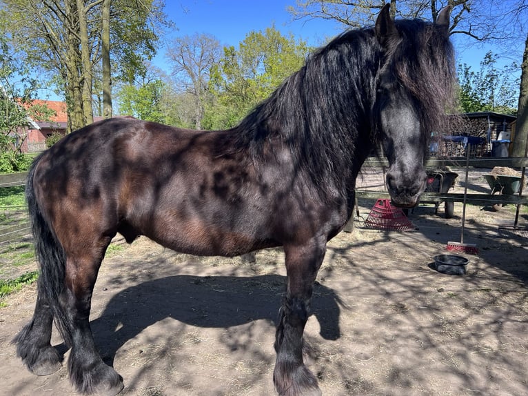Frison Hongre 15 Ans 162 cm Noir in Emsbüren