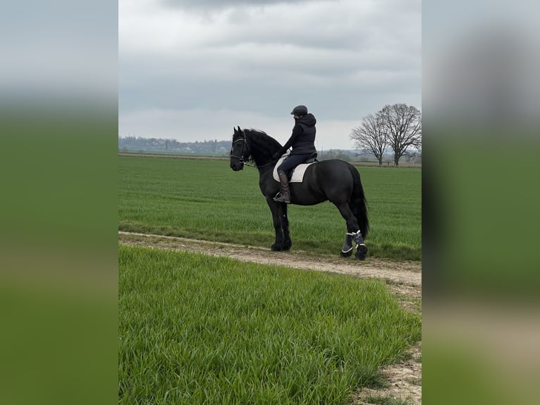 Frison Hongre 15 Ans 168 cm Noir in Maintal