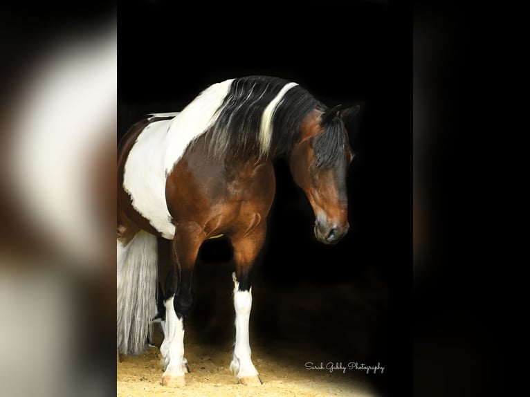 Frison Hongre 15 Ans Tobiano-toutes couleurs in Oelwein IA