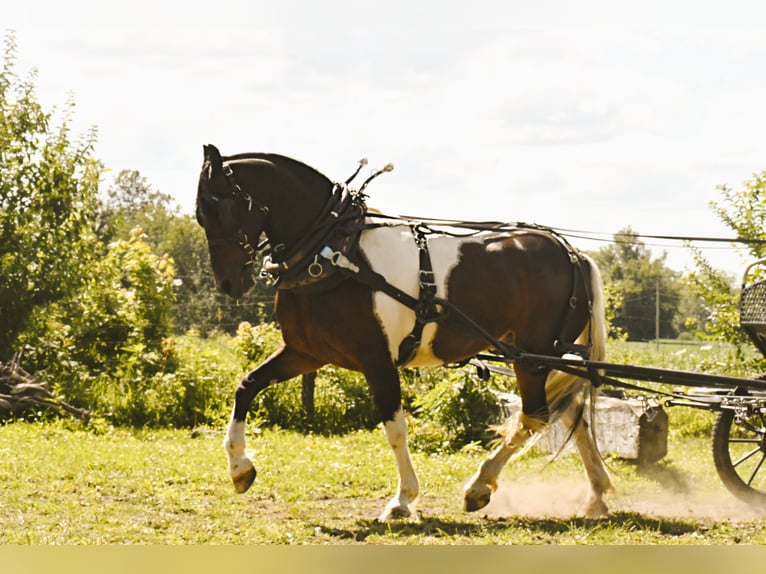 Frison Hongre 15 Ans Tobiano-toutes couleurs in Oelwein IA