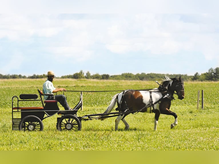 Frison Hongre 15 Ans Tobiano-toutes couleurs in Oelwein IA