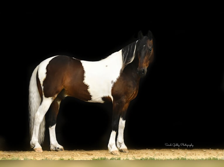 Frison Hongre 15 Ans Tobiano-toutes couleurs in Oelwein IA