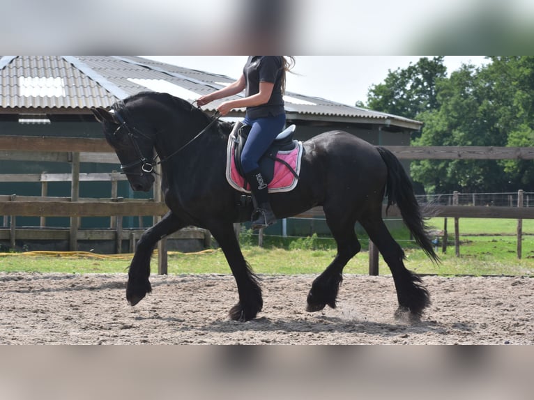 Frison Hongre 16 Ans 163 cm Noir in Achtmaal