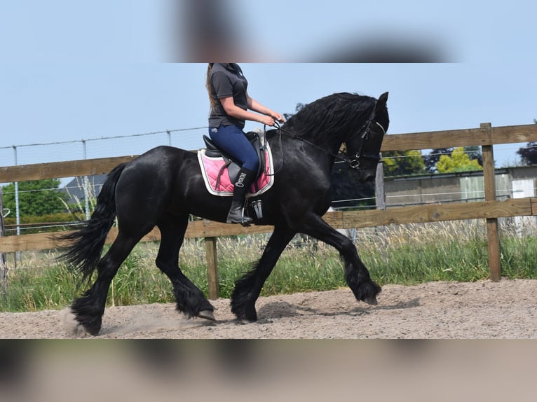 Frison Hongre 16 Ans 163 cm Noir in Achtmaal