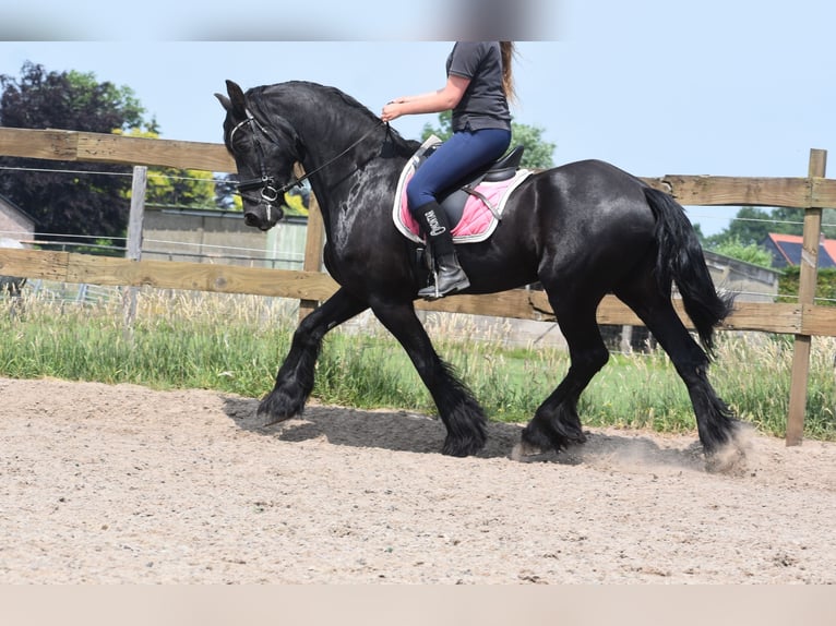 Frison Hongre 16 Ans 163 cm Noir in Achtmaal