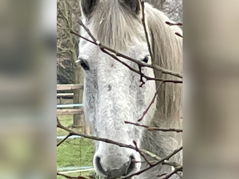 Frison Croisé Hongre 16 Ans 165 cm Gris pommelé in Br&#xFC;hl