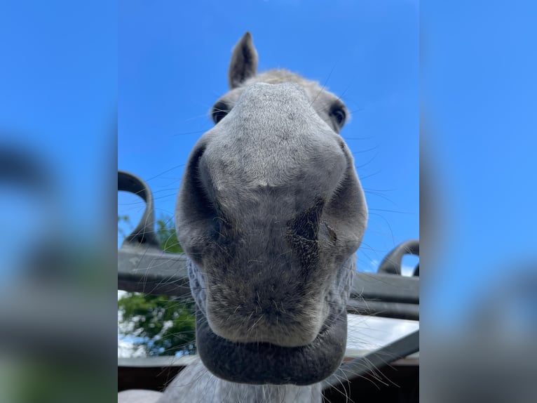 Frison Croisé Hongre 16 Ans 165 cm Gris pommelé in Br&#xFC;hl