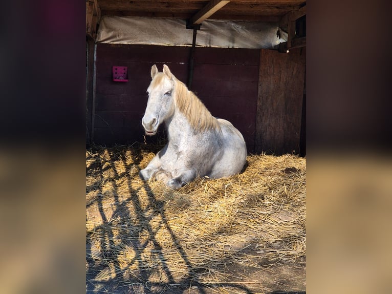 Frison Croisé Hongre 16 Ans 165 cm Gris pommelé in Br&#xFC;hl
