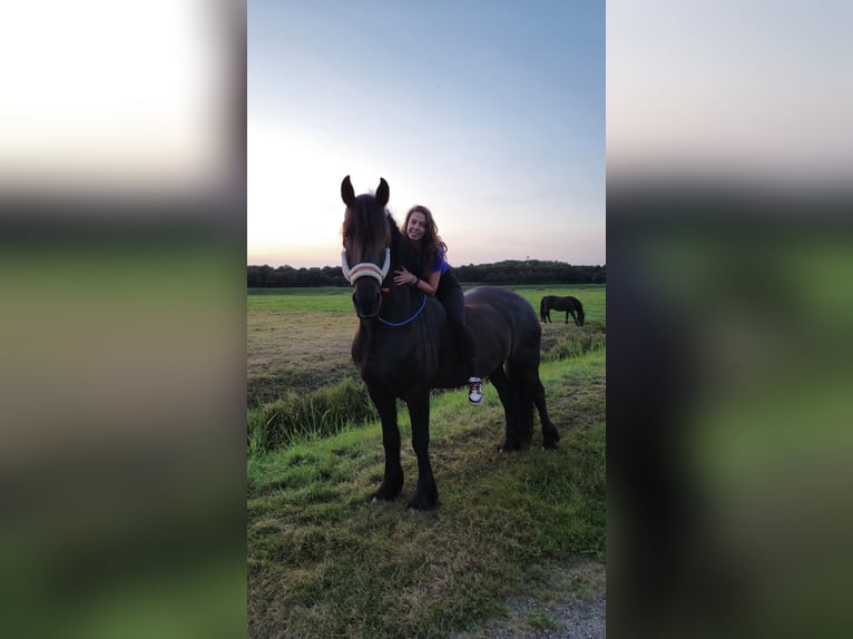 Frison Hongre 16 Ans 168 cm Noir in Rijssen