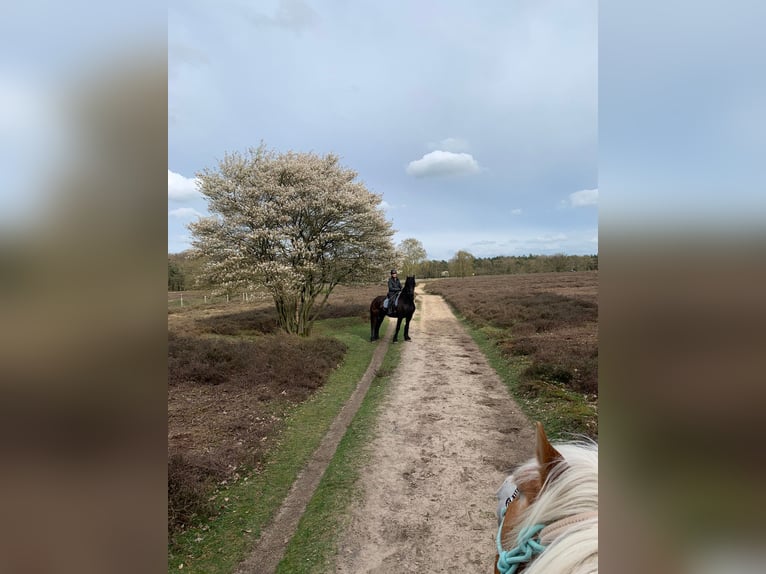 Frison Hongre 16 Ans 168 cm Noir in Rijssen