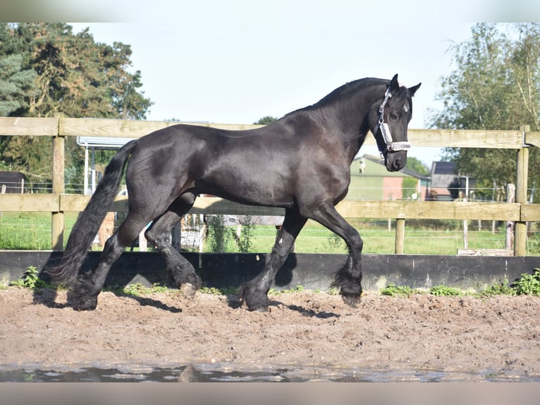 Frison Hongre 17 Ans 168 cm Noir in Achtmaal