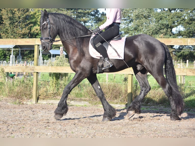 Frison Hongre 17 Ans 168 cm Noir in Achtmaal