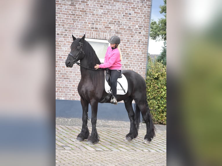 Frison Hongre 17 Ans 168 cm Noir in Achtmaal