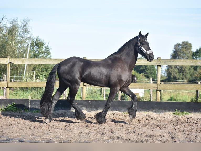 Frison Hongre 17 Ans 168 cm Noir in Achtmaal