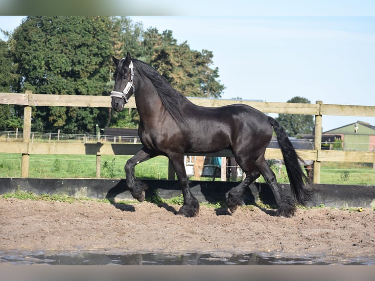 Frison Hongre 17 Ans 168 cm Noir in Achtmaal