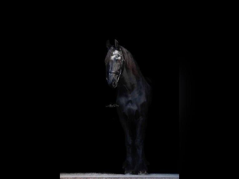 Frison Hongre 18 Ans 160 cm Noir in Pforzheim