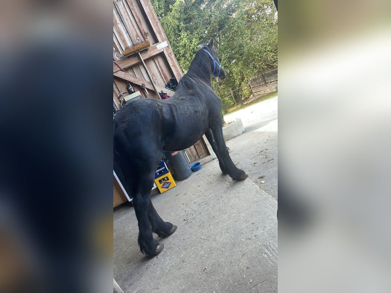 Frison Hongre 18 Ans 168 cm Noir in F&#xFC;rstenzell