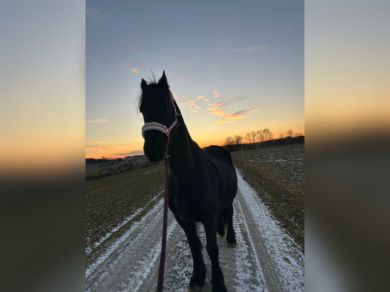 Frison Hongre 18 Ans 168 cm Noir in F&#xFC;rstenzell