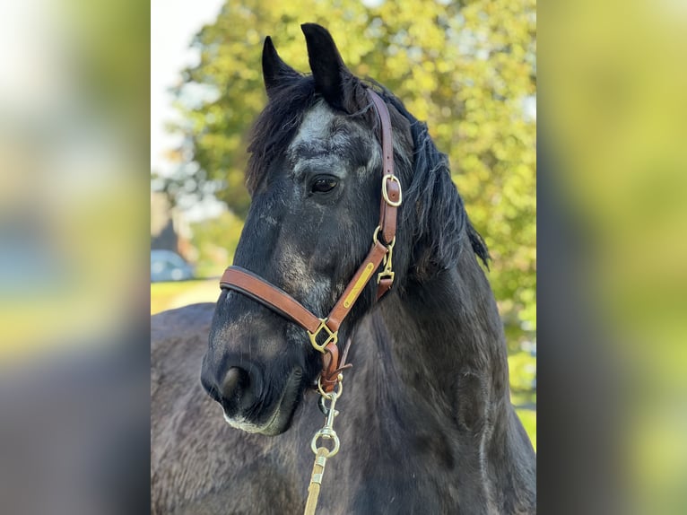 Frison Hongre 25 Ans 160 cm Noir in Hamburg Heimfeld