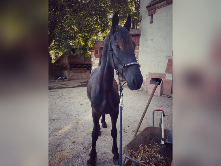 Frison Hongre 2 Ans 150 cm Noir in Niederhaslach