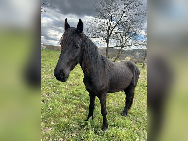 Frison Hongre 2 Ans 150 cm Noir in Niederhaslach