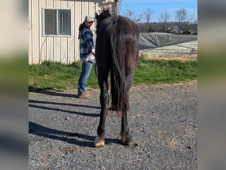 Frison Croisé Hongre 2 Ans 163 cm Noir in Bridgewater