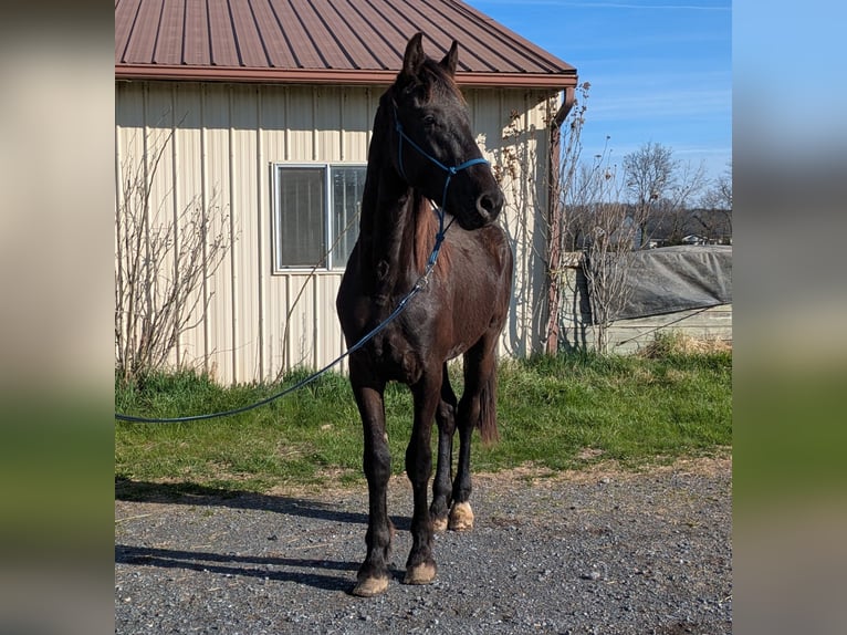 Frison Croisé Hongre 2 Ans 163 cm Noir in Bridgewater