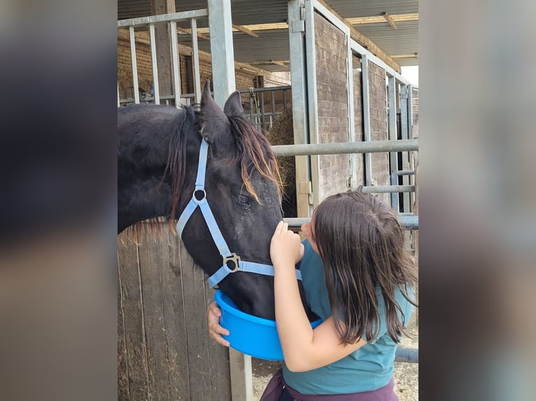 Frison Hongre 2 Ans 165 cm Noir in Unkel