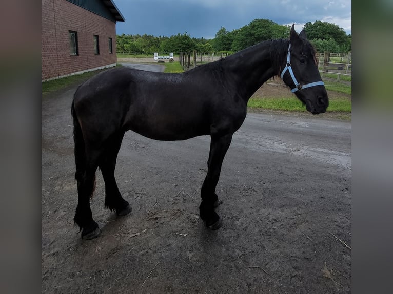 Frison Hongre 2 Ans 168 cm Noir in Unkel