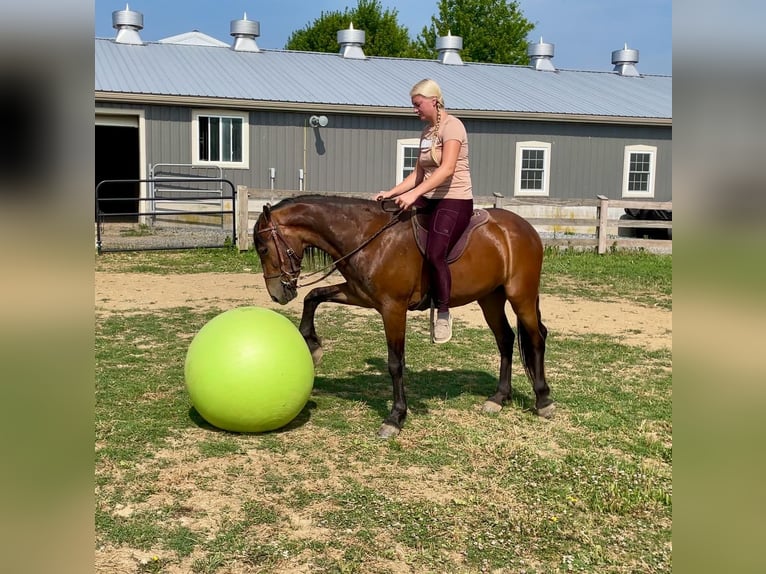 Frison Hongre 3 Ans 147 cm Bai cerise in Narvon, PA