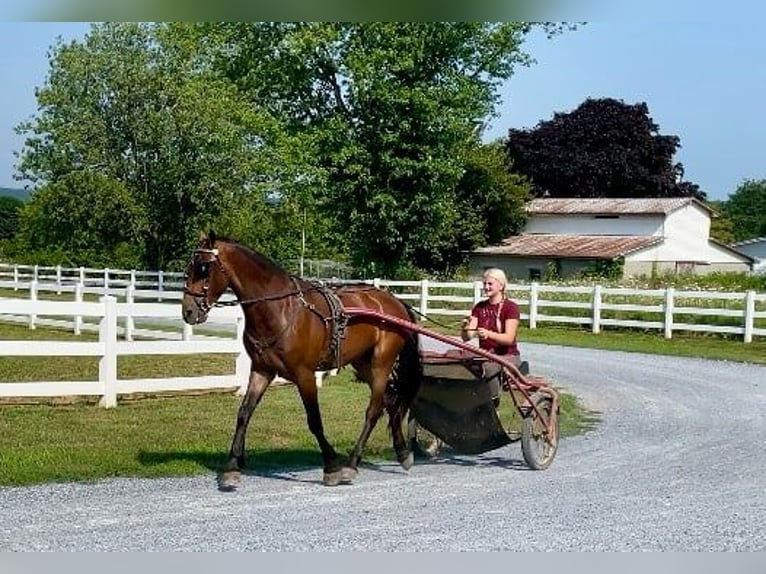 Frison Hongre 3 Ans 147 cm Bai cerise in Narvon, PA