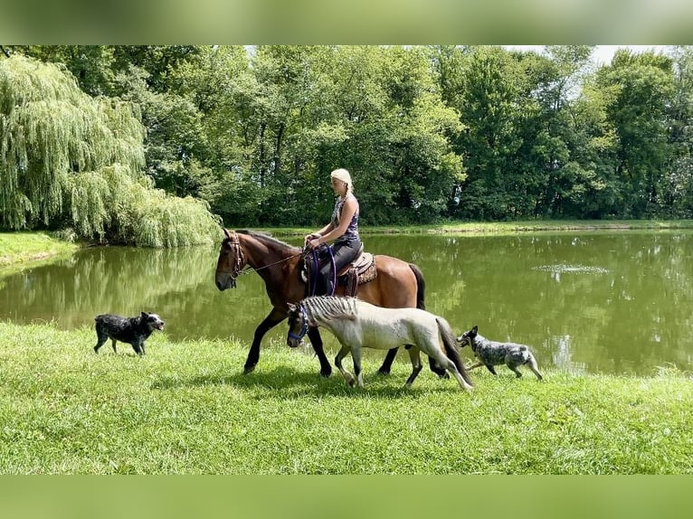 Frison Hongre 3 Ans 147 cm Bai cerise in Narvon, PA