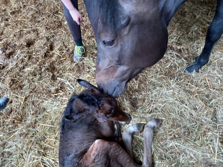 Frison Croisé Hongre 3 Ans 150 cm Bai brun in Niederzier