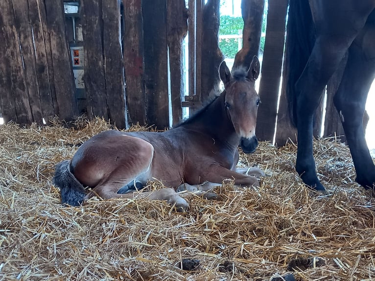 Frison Croisé Hongre 3 Ans 150 cm Bai brun in Niederzier