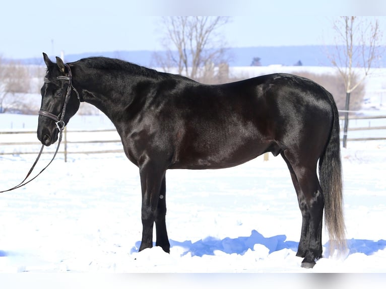 Frison Croisé Hongre 3 Ans 155 cm Noir in Gap