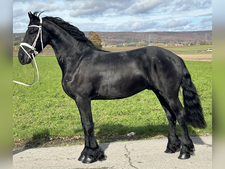 Frison Hongre 3 Ans 160 cm Noir in Riedlingen