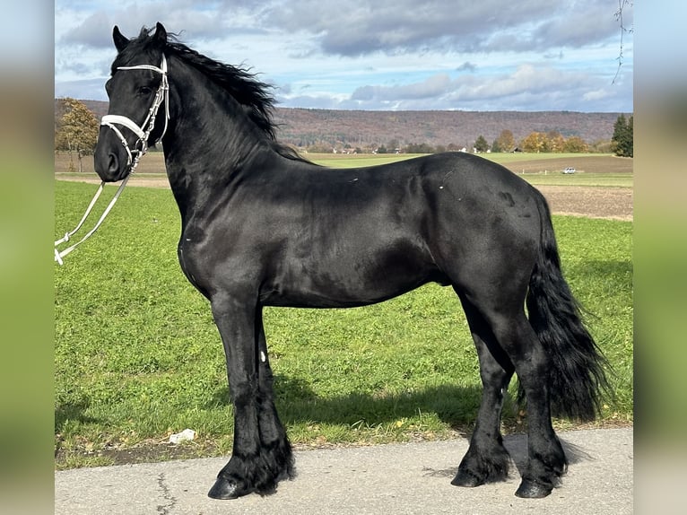 Frison Hongre 3 Ans 160 cm Noir in Riedlingen