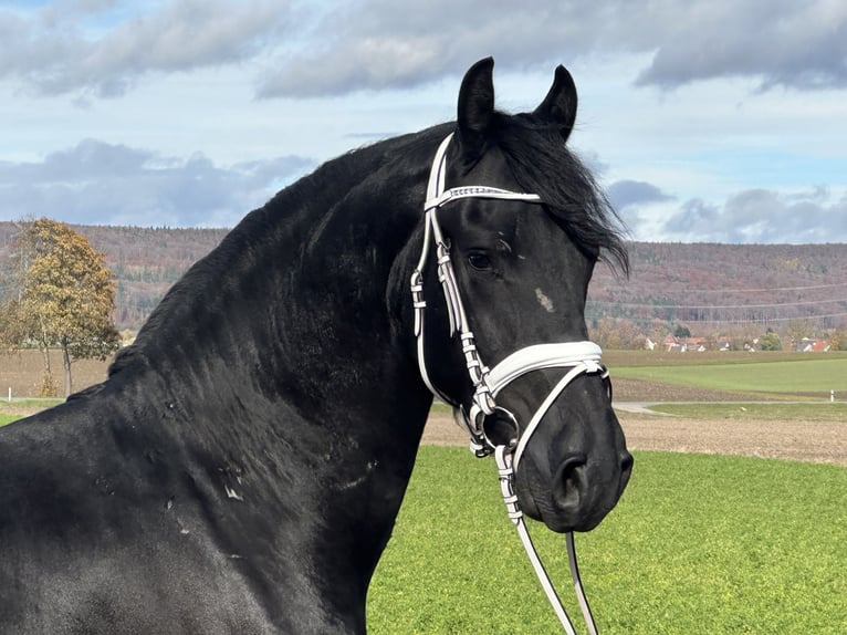 Frison Hongre 3 Ans 160 cm Noir in Riedlingen