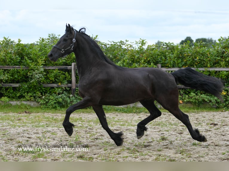 Frison Hongre 3 Ans 162 cm Noir in Mijnsheerenland