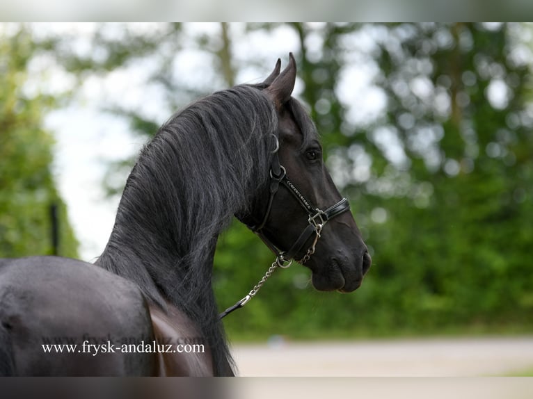 Frison Hongre 3 Ans 162 cm Noir in Mijnsheerenland